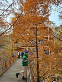 현실감없이 아름다운 가을여행 탑티어🍁