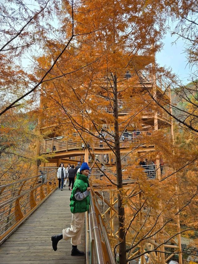 현실감없이 아름다운 가을여행 탑티어🍁