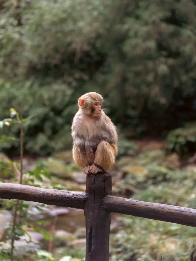 “Monkey”ing around in Zhangjiajie