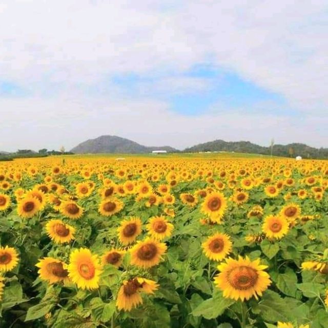 ไร่มณีศร เขาใหญ่ อันซีนโคราช  