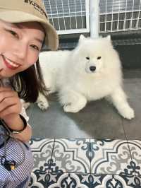 首爾隱藏版行程 弘大巷弄裡的薩摩耶樂園
