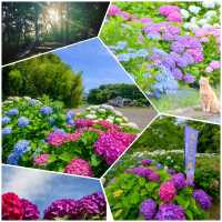 天拜山歷史自然公園，四季都可以觀賞到花卉自然風景的公園.