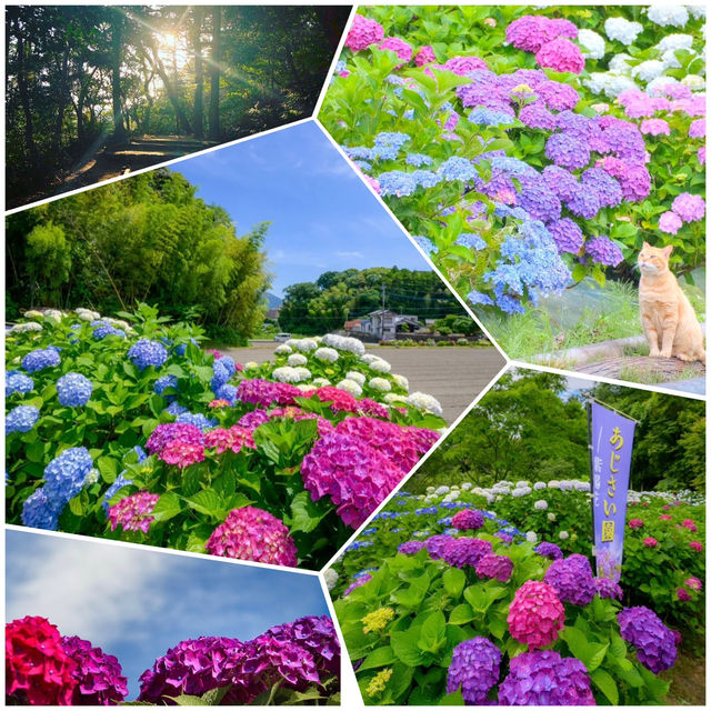 天拜山歷史自然公園，四季都可以觀賞到花卉自然風景的公園.