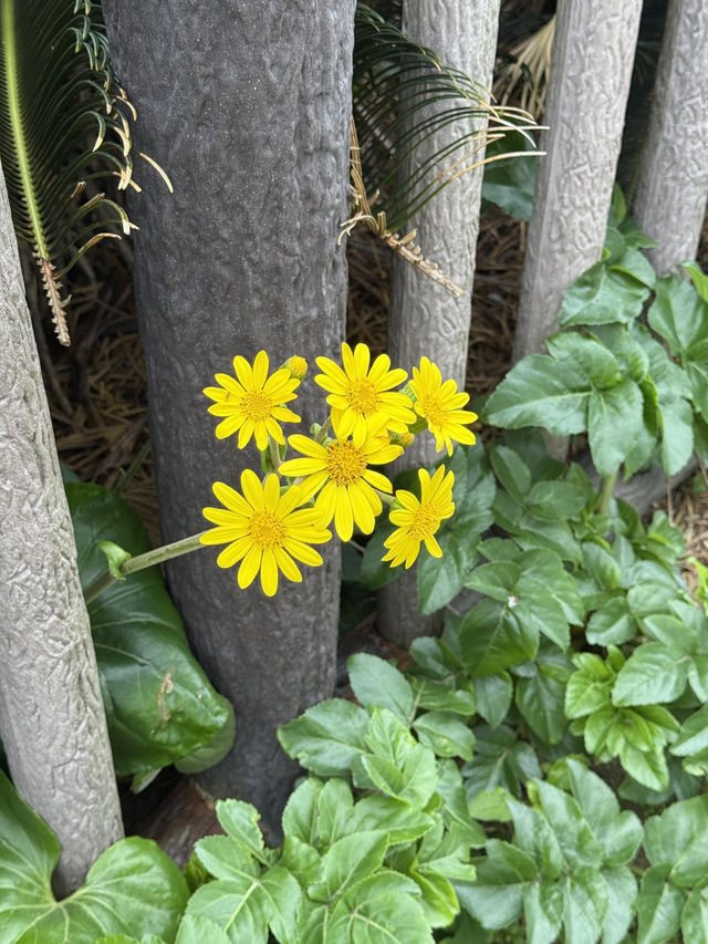 【沖縄県】沖縄最北端に行ってみた