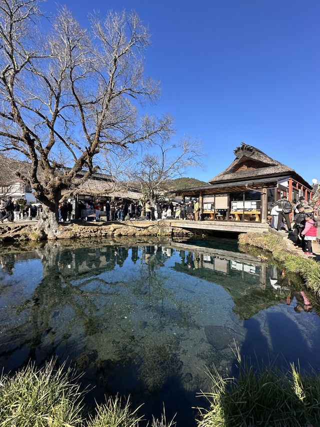 🇯🇵忍野八海｜遊富士山融雪湧泉🏔️