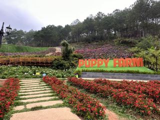 PUPPY FARM 