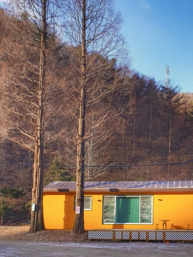 잔잔한 호수와 🏝️ 메타세콰이아숲의 운치있는 야외데이트 명소🏞️