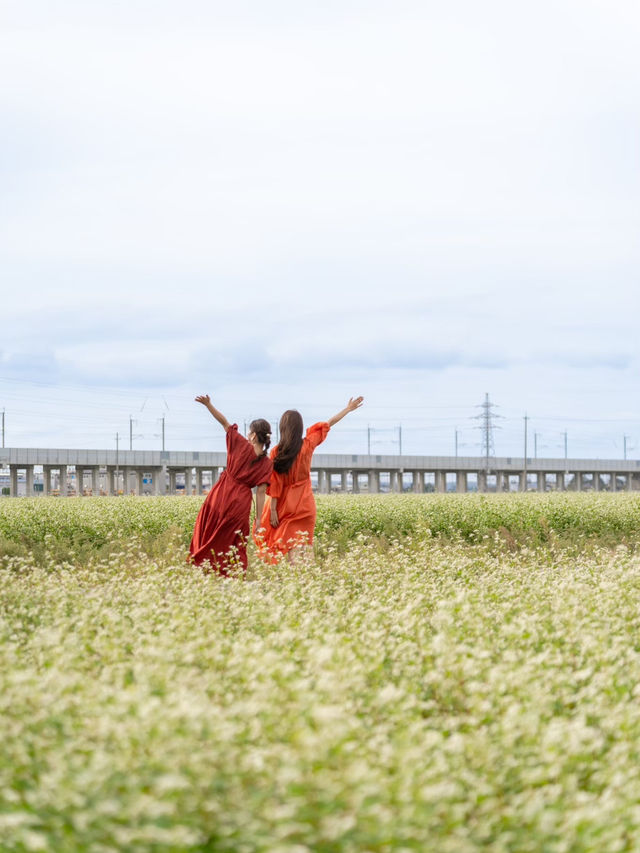 【福井県/あわら市】白い花が可愛いお花畑！