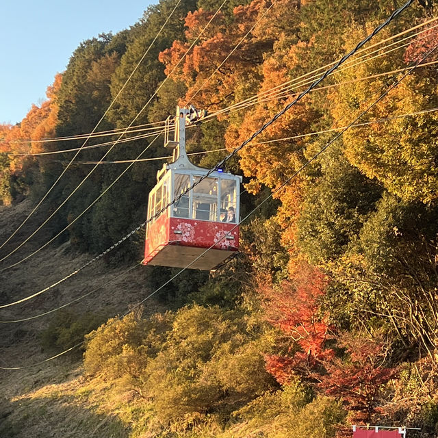 八幡山纜車上山後就是漂亮的楓葉