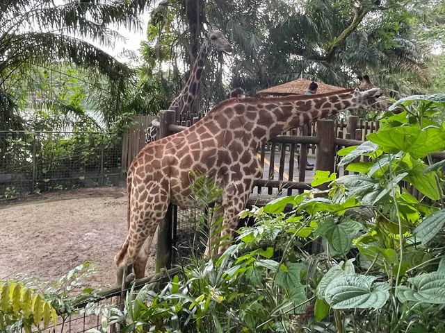  Singapore Zoo遊記：熱帶雨林中的動物王國