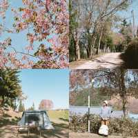 หนึ่งในหมู่บ้านที่ชอบที่สุด 'บ้านร่องกล้า'  🌸🌳