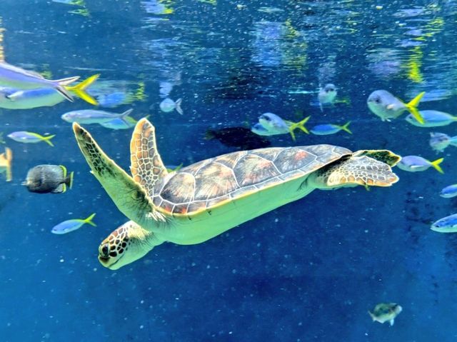 水仙が綺麗なデートスポット💐葛西臨海公園