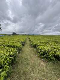 Serenity in Green: Exploring Tea Valley