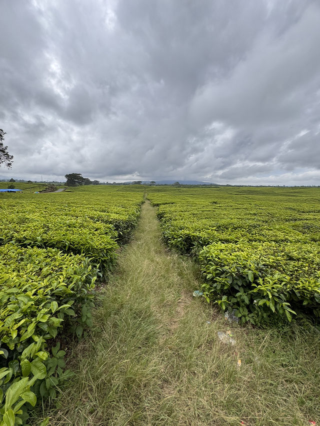 Serenity in Green: Exploring Tea Valley