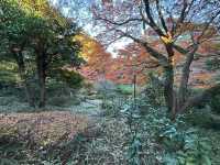 喜歡自在慢遊的夥伴，相信會喜歡「東京庭園美術園」