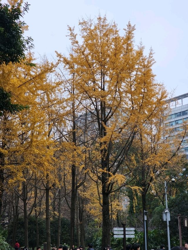 ✨Easy Day trip in Chengdu 