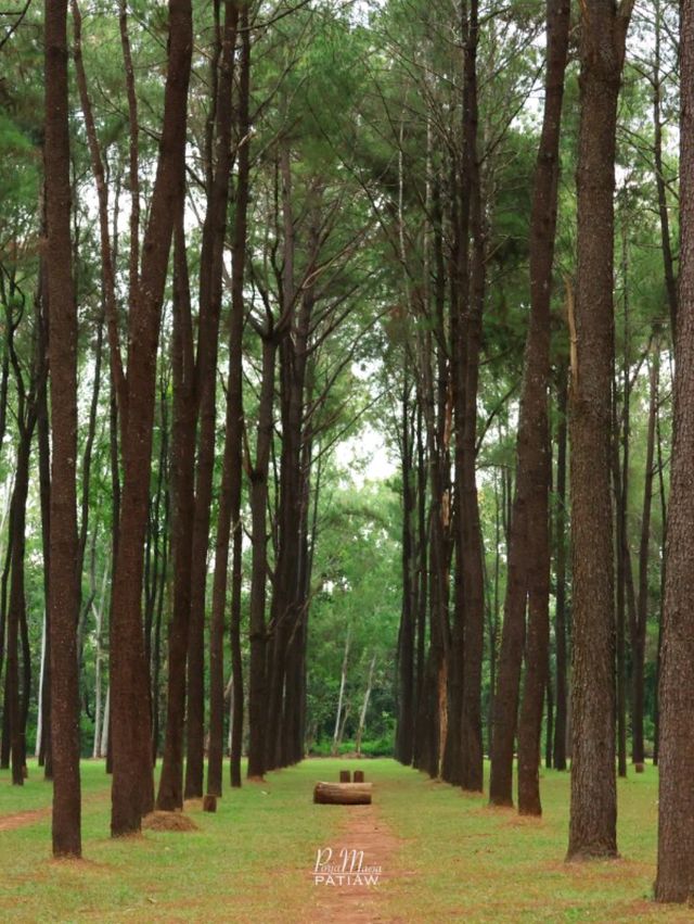 สวนสนแม่แตง ที่เที่ยวเชียงใหม่ จุดถ่ายรูปสุดฮิป