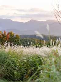 【岡山県/蒜山】金色のススキに包まれる絶景スポット