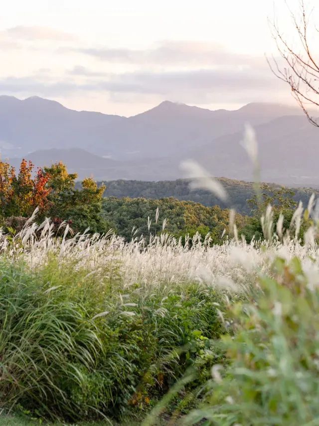 【岡山県/蒜山】金色のススキに包まれる絶景スポット