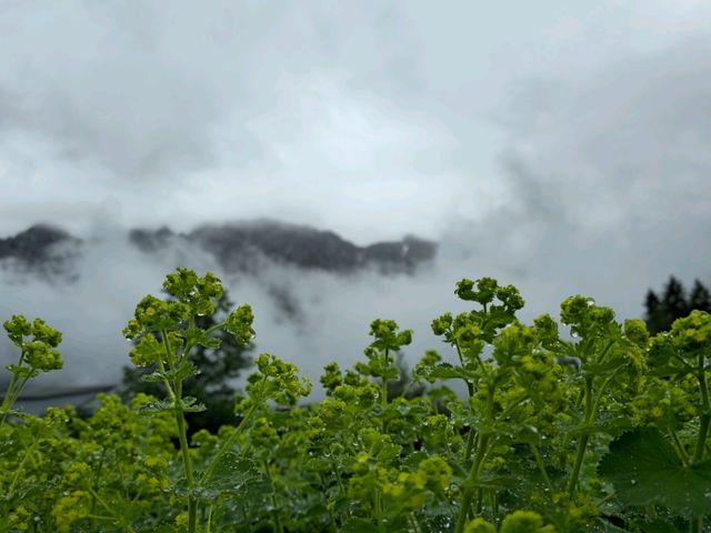艾泊湖(Eibsee)‐探索這片如夢似幻的天然湖泊🏞️✨，每一個角落都讓人心醉不已📸🤩