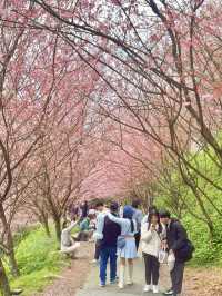 新北｜不用飛日本 三峽大熊櫻花林香水櫻花滿開 染井吉野接力