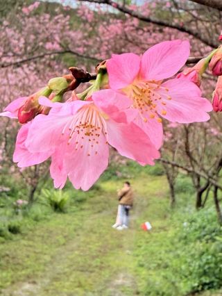 New Taipei City｜No need to fly to Japan Sanxia Big Bear Cherry Blossom Forest is in full bloom, Somei Yoshino Relay