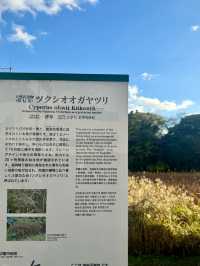 🇯🇵 福岡的一人散步的浪漫