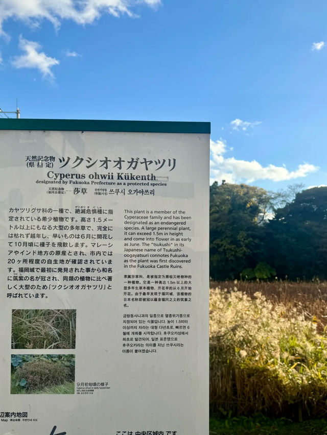 🇯🇵 福岡的一人散步的浪漫