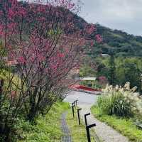 貓空漫遊-步道、美景與茶香的完美結合