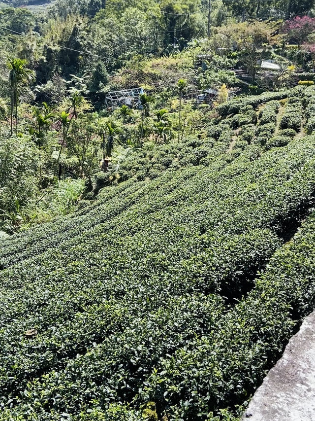 樟山寺漫遊-品茶、賞景與山林靜心之旅
