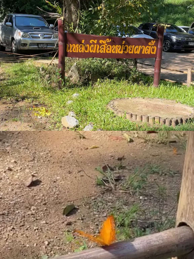 เที่ยวเชียงใหม่ (เชียงดาว)