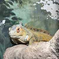 Tennoji Zoo (天王寺動物園) – A Relaxing Family-Friendly Attraction