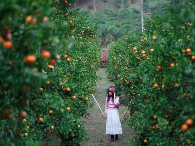 ไร้ส้มที่ถ่ายรูปสวยและส้มเยอะมาก