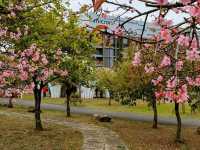 中科崴立櫻花公園賞櫻美景