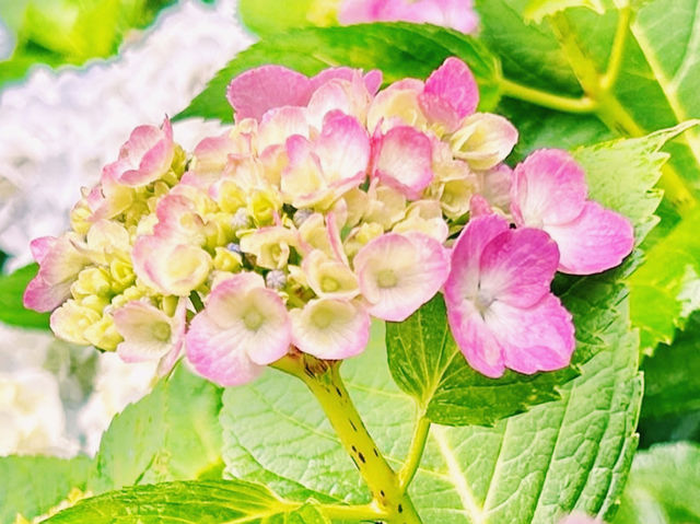 春にはツツジが満開！ 🌸