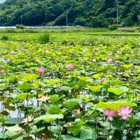 神秘の花“古代蓮”が、一面に咲き誇る島