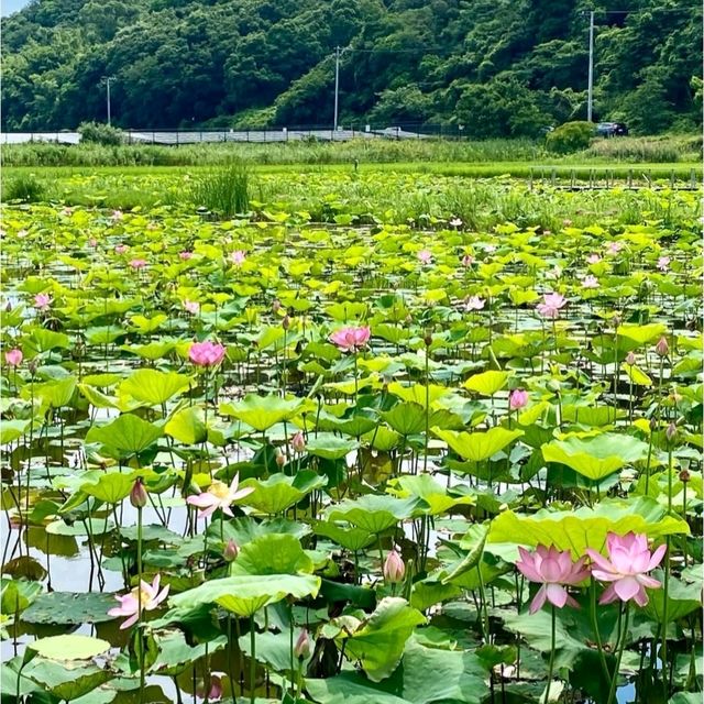 神秘の花“古代蓮”が、一面に咲き誇る島
