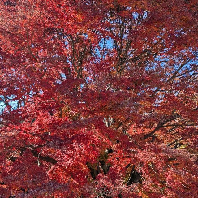 Hikarigaoka Park (光が丘公園)