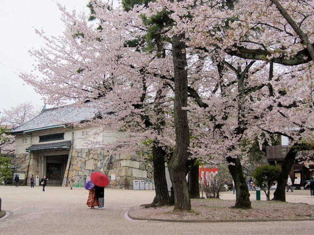 名古屋天守閣賞櫻美景