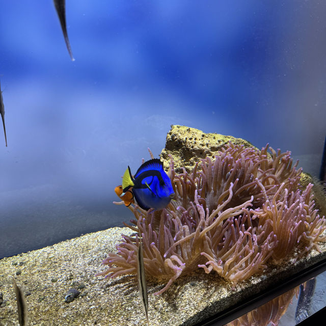 水族館好きな人は絶対に人生で1度は行くべき！色んな動物に出会える鳥羽水族館🥳💖