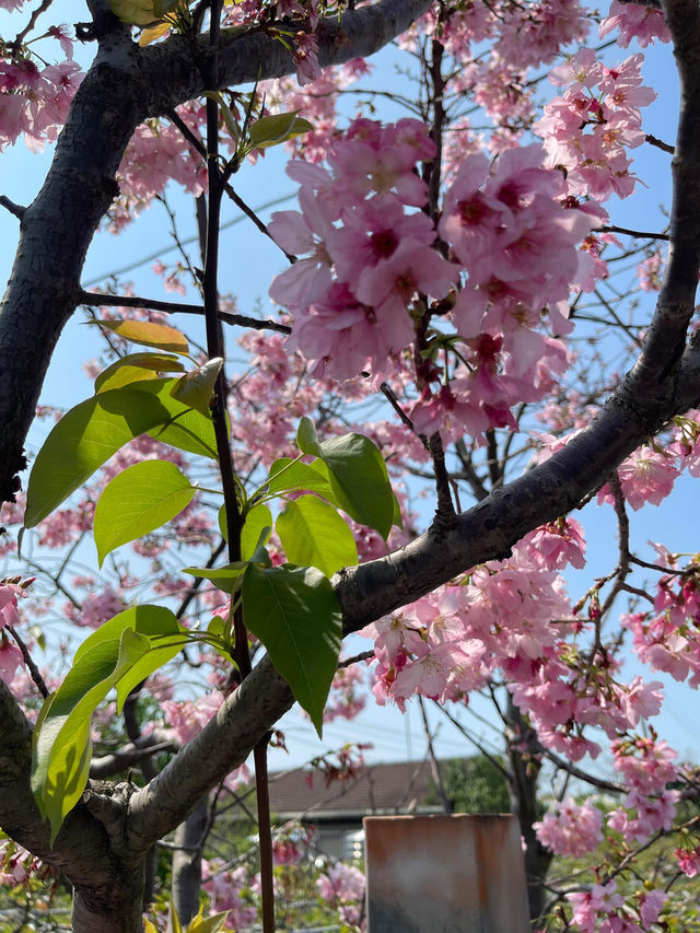 溪頭森林遊樂園