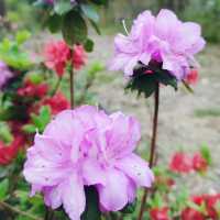 🌸 **大埔海濱公園櫻花觀賞分享** 🌸