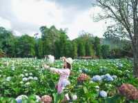 ทุ่งไฮเดรนเยียที่สวยงามและใหญ่มาก