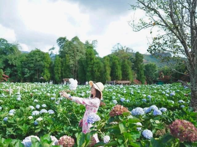 ทุ่งไฮเดรนเยียที่สวยงามและใหญ่มาก