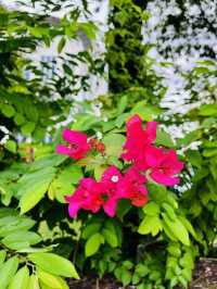 “Blooming Spring Sanctuary in Puchong”