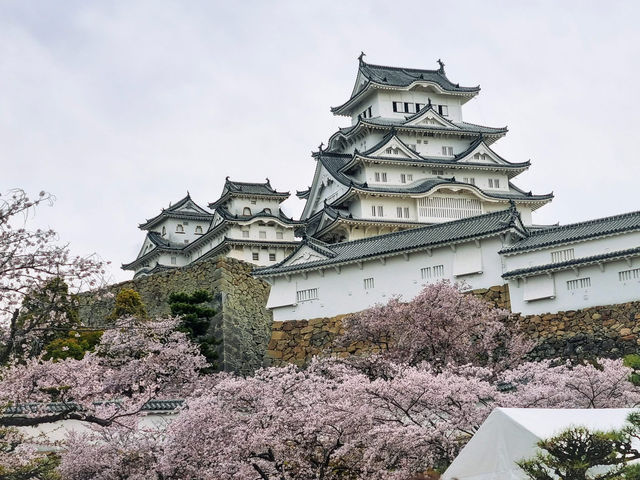 Chasing Sakura at Osaka Castle