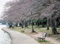 Catch the Cherry Blossoms in full Bloom Next Week in Tidal Basin