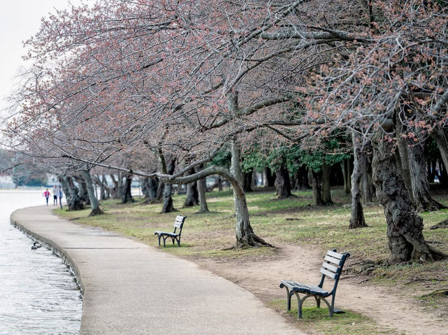 Catch the Cherry Blossoms in full Bloom Next Week in Tidal Basin