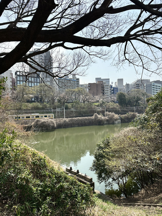 千鳥ヶ淵花見🌸近くのおすすめランチ【東京／千鳥ヶ淵】