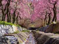 Chasing Plum Blossoms at Inabe City